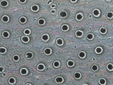 Marbled paper #4887